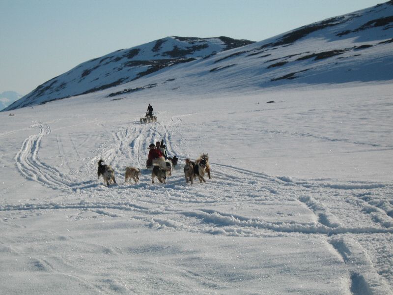 Sokonger ved Ukalerateq, maj 2006 00110.jpg